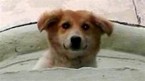 A­n­t­a­l­y­a­­d­a­ ­m­i­n­a­r­e­d­e­ ­m­a­h­s­u­r­ ­k­a­l­a­n­ ­k­ö­p­e­k­ ­k­u­r­t­a­r­ı­l­d­ı­